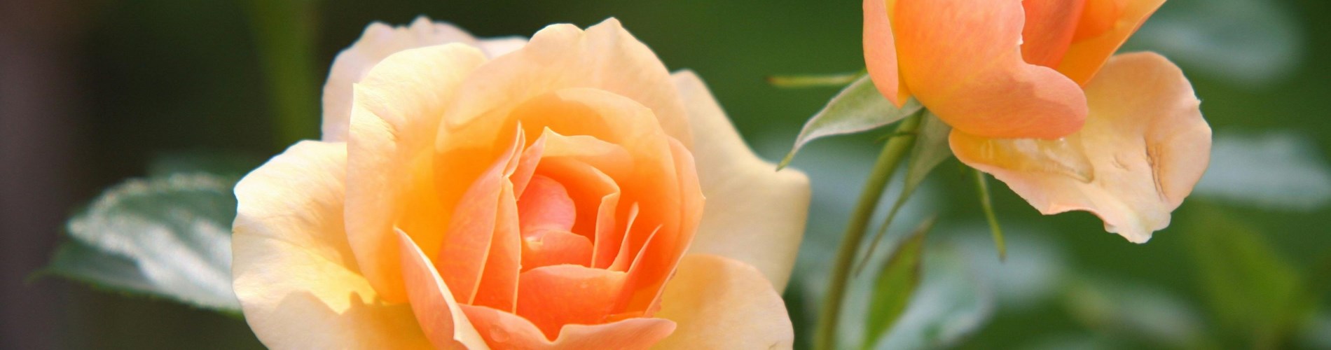 Castello Quistini e Il giardino senza tempo Castello Quistini e Il giardino senza tempo